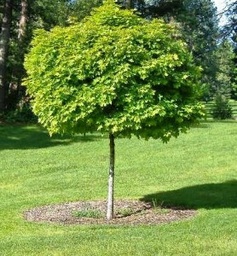 [90AC0172] ACER RUBRUM OCTOBER GLORY 80/10 C30L