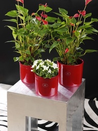 [91SK0164] MASCA GHIVECI MIAMI 525/40CM/020 TERACOTA