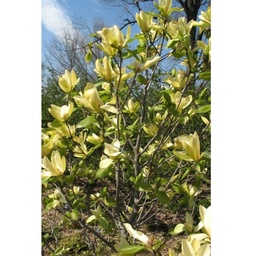 [90MA0162] MAGNOLIA "YELLOW RIVER " C90 16/18 MAGNOLIA GALBENA