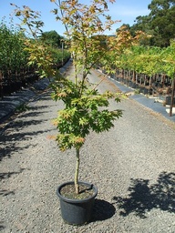 [90AC0173] Acer Palm. Osakazuki 150/175 C60 Artar