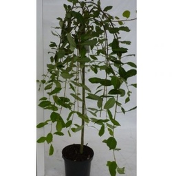 [90SA0007] SALIX BABILONICA/ALBA 10/12 C30 SALCIE