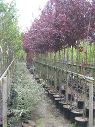 [90PR0009] PRUNUS PISSARDII NIGRA 200/250 C.