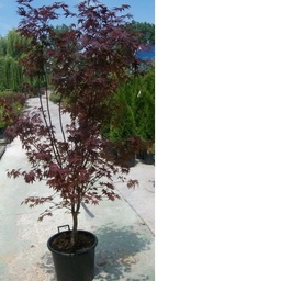 [90AC0006] Acer Palmatum Mix 160/180 C50L