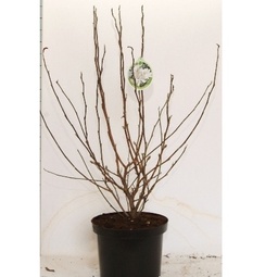 [90MA0007] MAGNOLIA SOULANGEANA C90 200