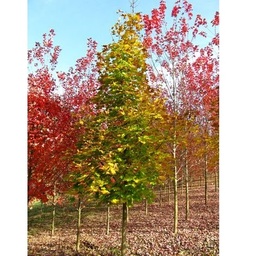 [90AC0017] ACER PLAT EMERALD QUEEN 10/12 C35L