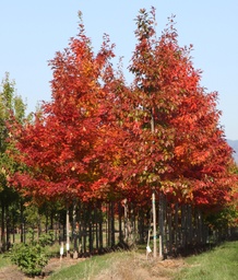 [90QU0003] QUERCUS RUBRA C110 16/18