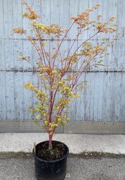 [90AC0009] Acer palmatum "Sango kaku" H175/200