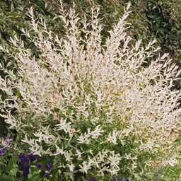 [90SA0001] SALIX INTEGRA HAKURO-NISHIKI C18 1/2ST SALCIE
