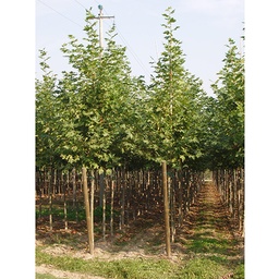 [90PL0002] PLATANUS ACERIFOLIA 8/10 C30L