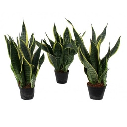 [90SA0004] SANSEVIERIA LAURENTII/ZEYLANICA P17 H60/65