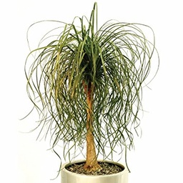 [90BE0021] BEAUCARNEA  P19 H50 PICIOR DE ELEFANT