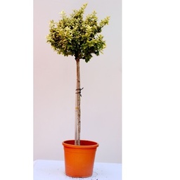 [90EU0044] Euonymus japonius Elegantissima 'Albomarginatus' C18L 1/2