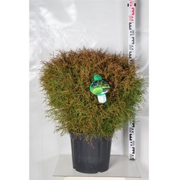 [90TA0064] TAXUS BACCATA  40/60 C30L BILA
