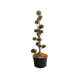[90TA0045] TAXUSBACATA PON PON 80/100  C50L