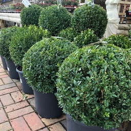 [90BU0057] Buxus sempervirens bila P35 H70
