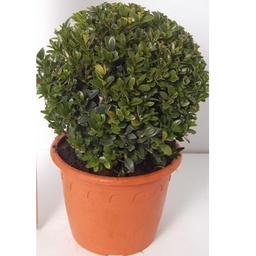 [90BU0053] BUXUS SEMPERVIRENS SFERA P30 H65