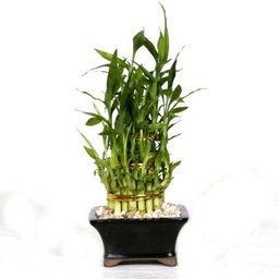 [90BA0002] BAMBUSA NANA C10L