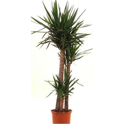 [90YU0039] YUCCA JEWEL M-70 JARDIN