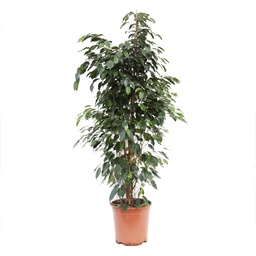 [90FI0031] FICUS BE STARLIGHT /DANIELLE/GOLDEN MONIQUE P27 H150