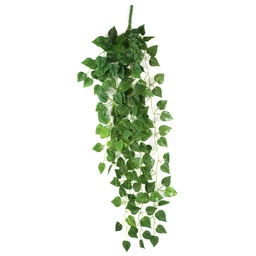 [90SC0049] SCINDAPSUS PINNATUM HANG P17