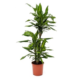 [90DR0130] DRACAENA CINTHO P24 H140
