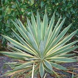 [90YU0027] YUCCA VARIEGATA C12
