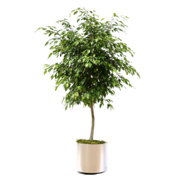 [90FI0059] FICUS PUMILA P19
