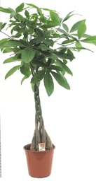 [90PA0017] PACHIRA AQUATICA P27 H150 ARBORELE NOROCOS