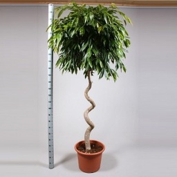 [90FI0065] FICUS BINNENDIIJKI  AMSTEL KING C-22