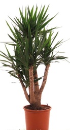 [90YU0015] YUCCA ELEGANS C30 H150-120-90-60-30