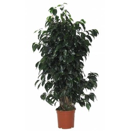 [90FI0030] Ficus Benjamina 'Danielle' P27 H140