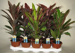 [90CO0102] Cordyline fruticosa 'Conga' P12 H45