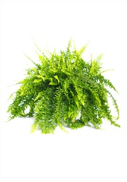 [90NE0036] NEPHROLEPIS EXALTATA P20 H60