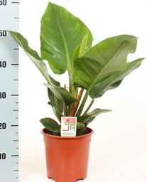 [90PH0067] PHILODENDRON XANADU P27 H80