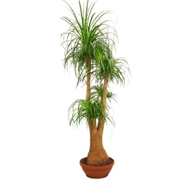 [90BE0043] BEAUCARNEA GRUPO BOLAS T40 H90