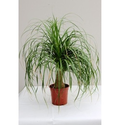 [90BE0029] Beaucarnea recurvata P60 H220