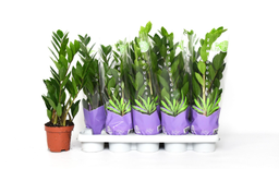 [90ZA0003] ZAMIOCULCAS ZAMIIFOLIA P12 H40