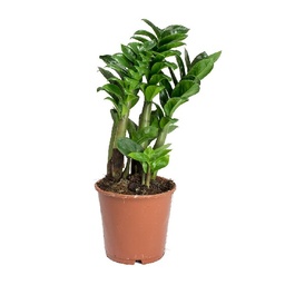 [90ZA0003] ZAMIOCULCAS ZAMIIFOLIA P12 H40