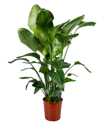 [90ST0007] Strelitzia nicolai P27 H130