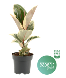 [90FI0106] FICUS ELASTICA 'TINEKE' P14 H40