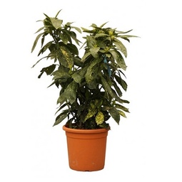 [90AU0002] AUCUBA JAPONICA 60/80 PC18 POMUL DE AUR