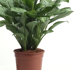 [90AG0001] AGLAONEMA P12 H25
