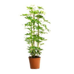 [90SC0007] SCHEFLERA ARB COMPACTA P24 H120
