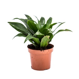 [90DR0143] DRACAENA  MIX  P12 H22