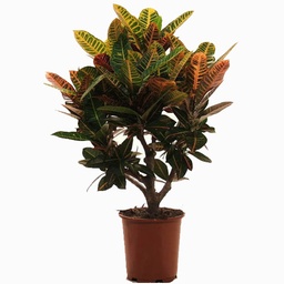 [90CR0037] Croton variegatum 'Petra' P30 H150