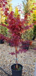 [90AC0114] Acer palmatum "Bloodgood" H200/220