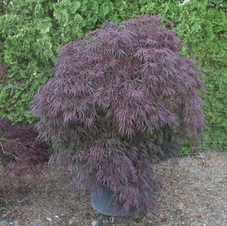[90AC0114] Acer palmatum "Bloodgood" H200/220