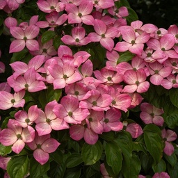 [90CO0123] CORNUS KOUSA 200/250
