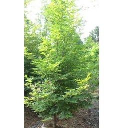 [90CA0051] Carpinus Betulus  fastigiata 300/350 balot  Carpen