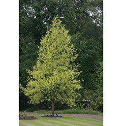 [90LI0033] LIRIODENDRON TULIPIFERA   AUREOMARGINATA C160 20/25 ARBORELE LALEA